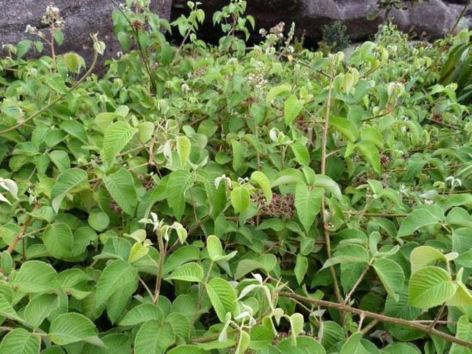 Rubus guyanensis