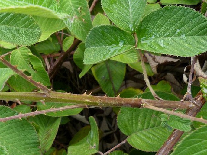 Rubus guyanensis