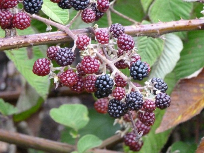 Rubus guyanensis