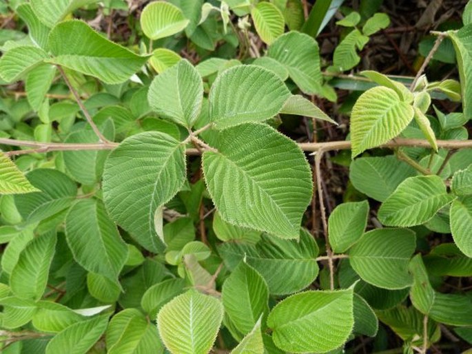 Rubus guyanensis