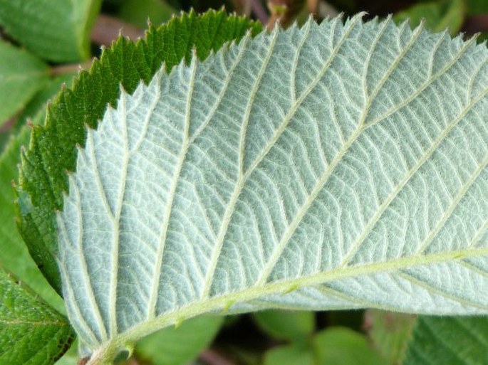 Rubus guyanensis