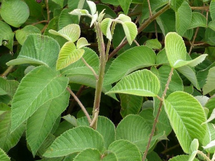 Rubus guyanensis