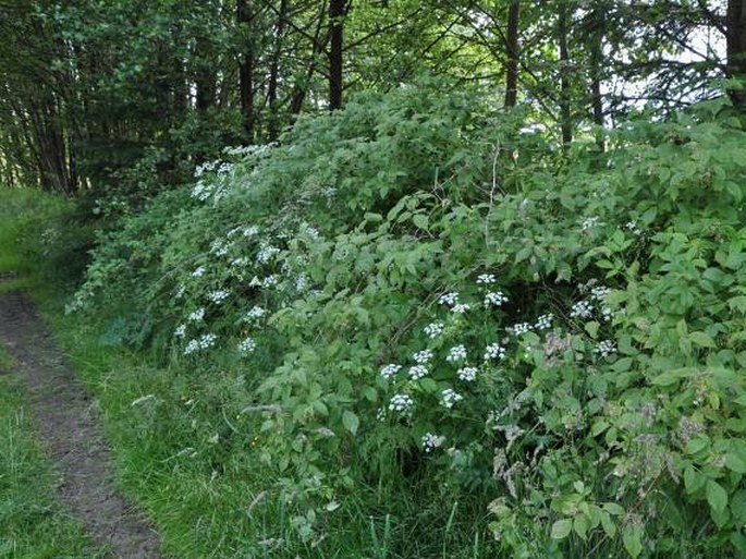 Rubus idaeus