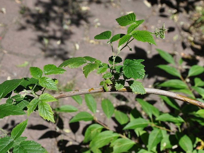 Rubus idaeus