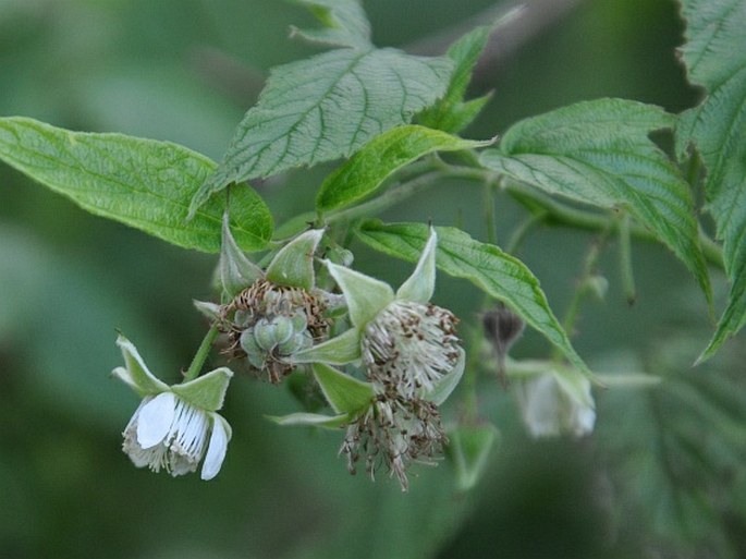 Rubus idaeus