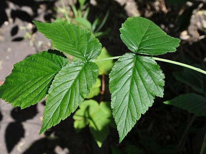 Rubus idaeus