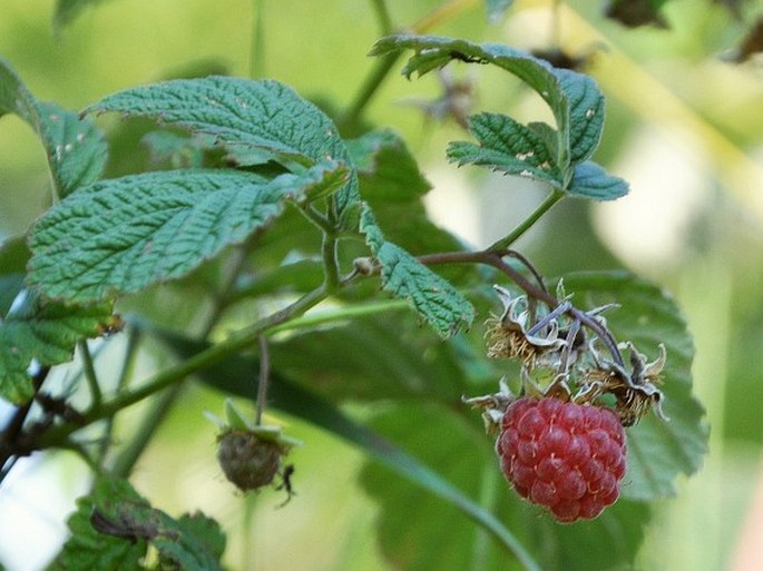 Rubus idaeus