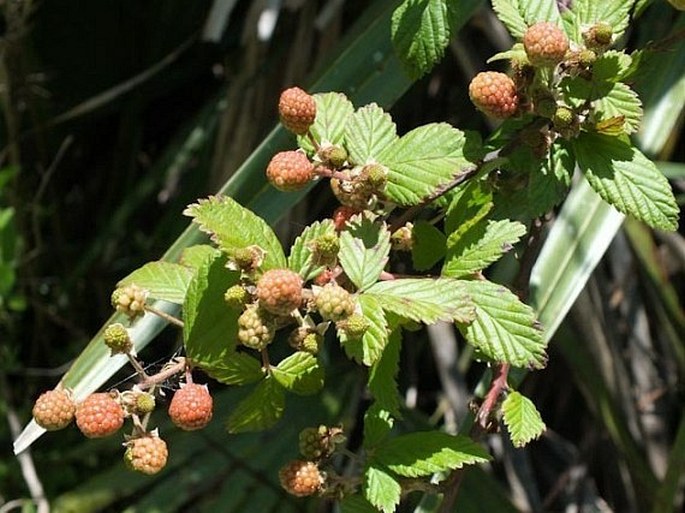 Rubus trivialis