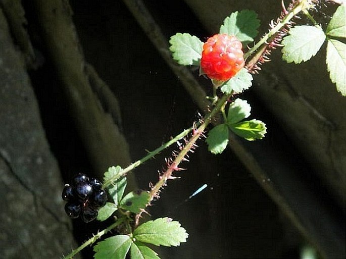 Rubus trivialis