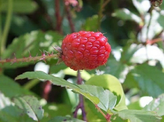 Rubus trivialis