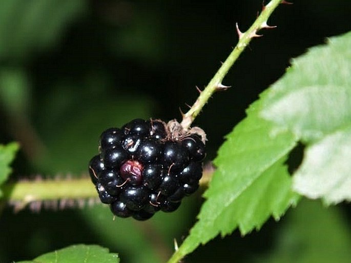 Rubus trivialis