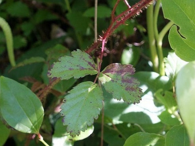 Rubus trivialis