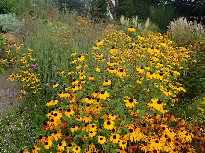 Rudbeckia triloba