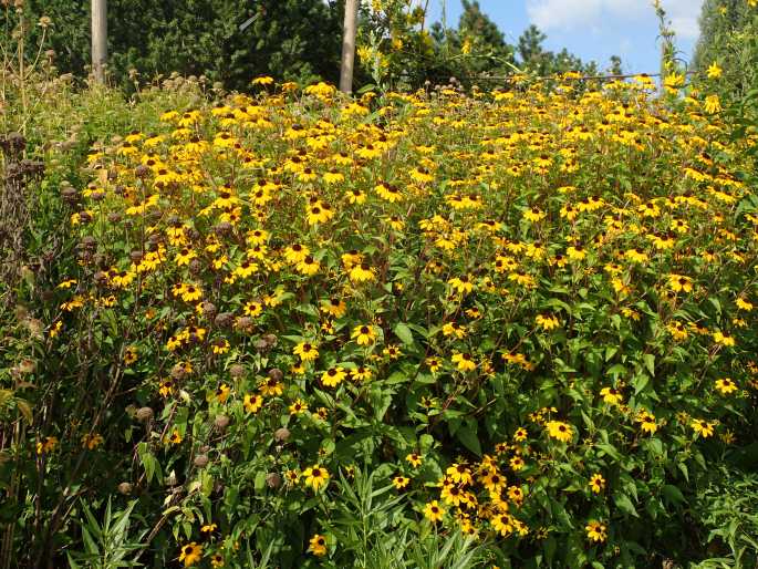 Rudbeckia triloba