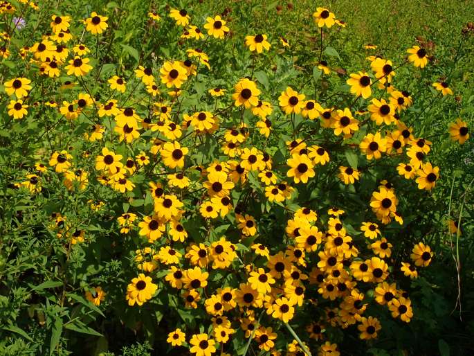 Rudbeckia triloba