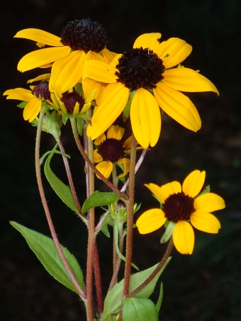 Rudbeckia triloba