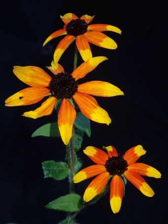 Rudbeckia triloba