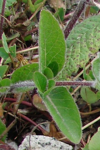 Ruellia humilis