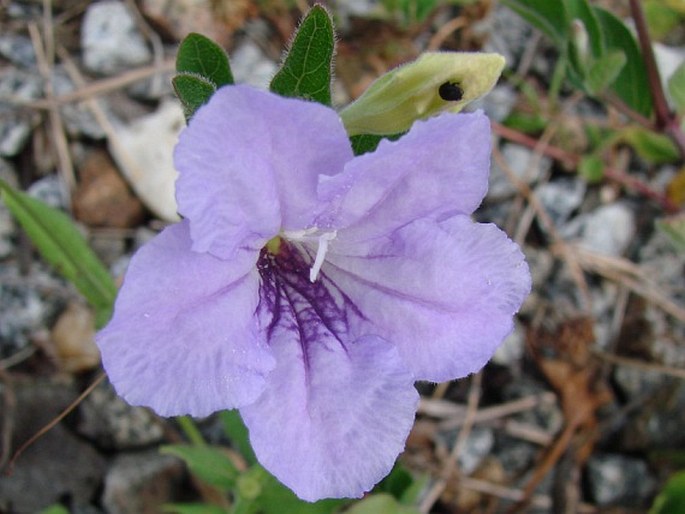 RUELLIA HUMILIS Nutt.