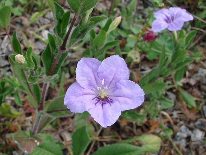 Ruellia humilis