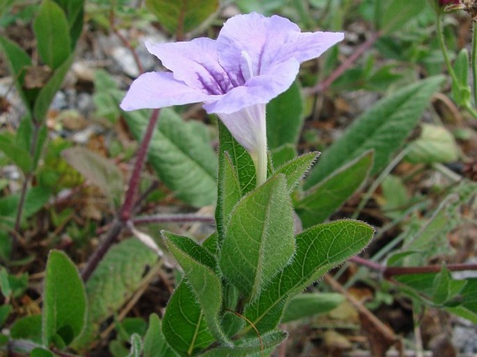 Ruellia humilis