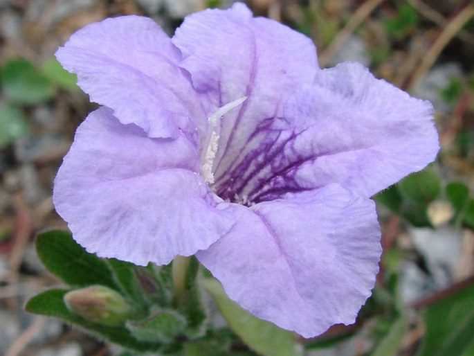 Ruellia humilis