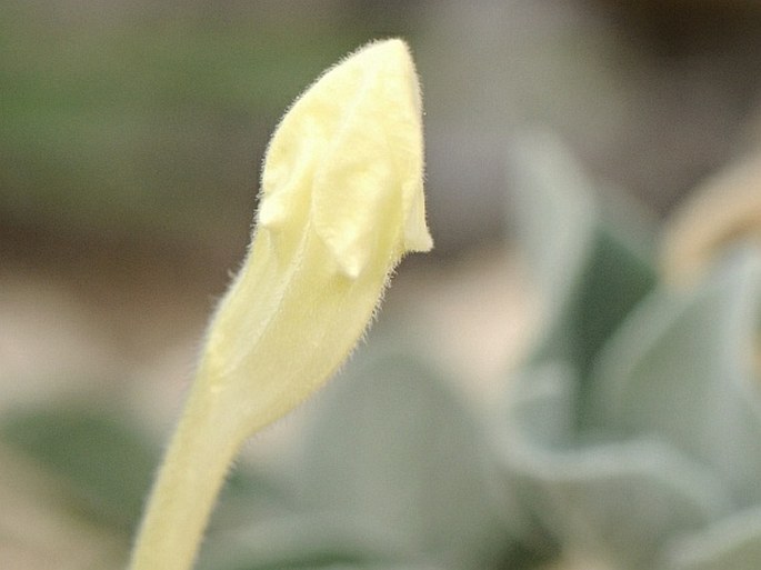 Ruellia discifolia