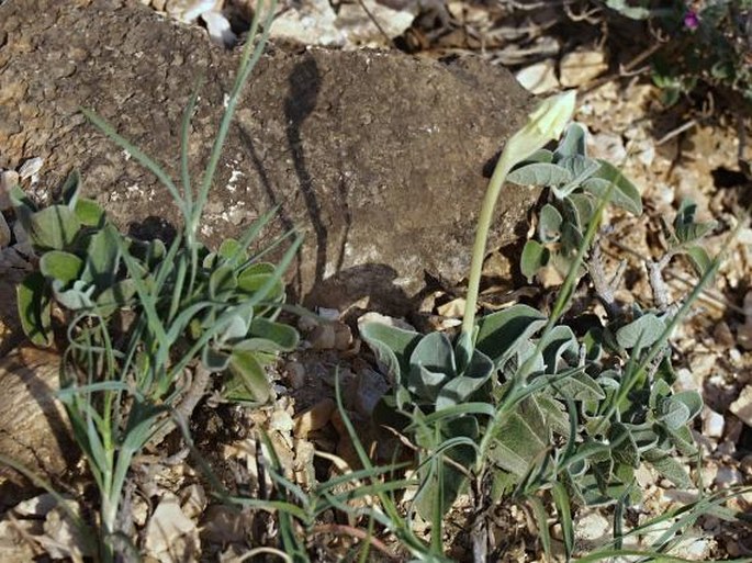 Ruellia discifolia