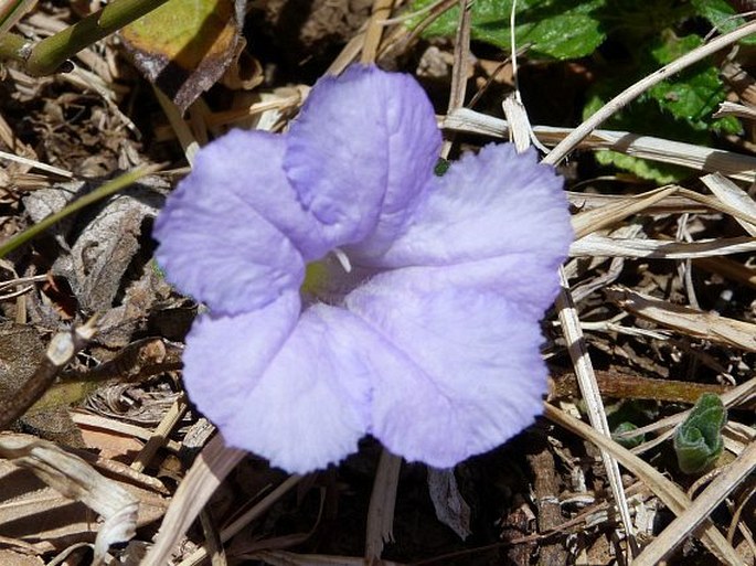 RUELLIA GEMINIFLORA Kunth