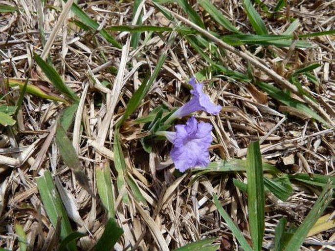 Ruellia geminiflora