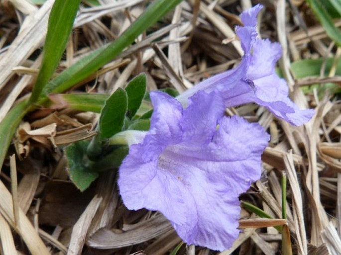 Ruellia geminiflora