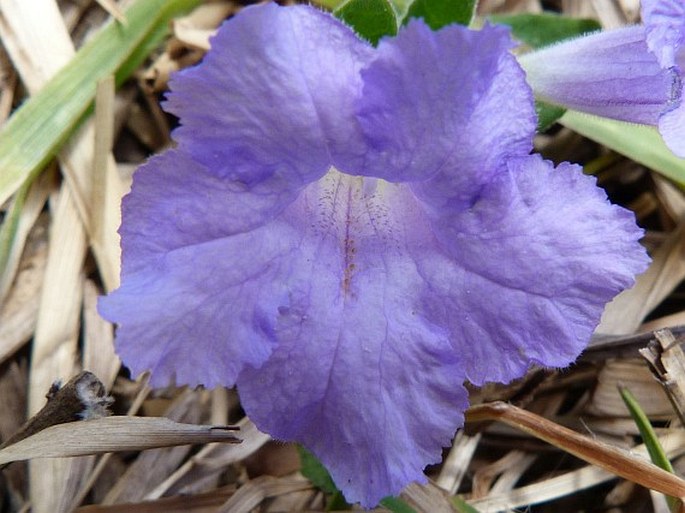 Ruellia geminiflora