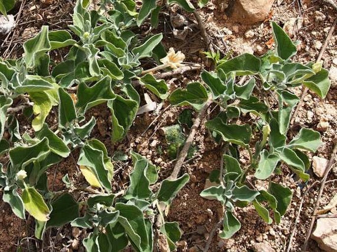 Ruellia grandiflora