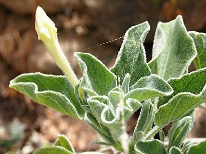 Ruellia grandiflora