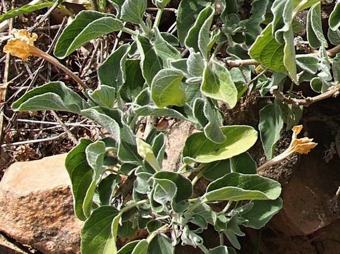 Ruellia grandiflora