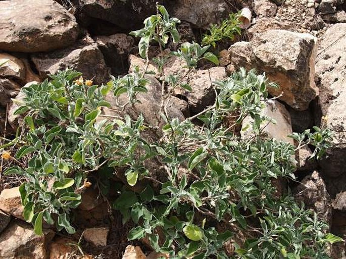 Ruellia grandiflora