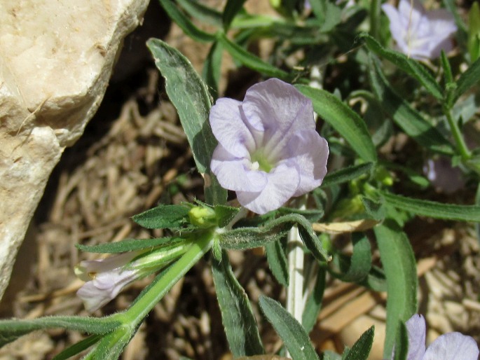 Ruellia linearibracteolata