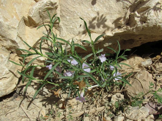 Ruellia linearibracteolata