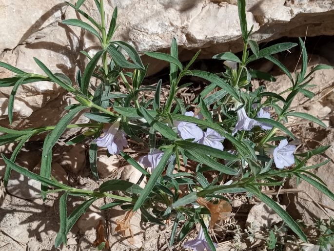 Ruellia linearibracteolata