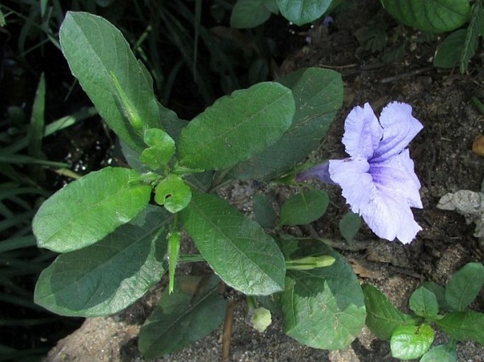 RUELLIA TUBEROSA L.