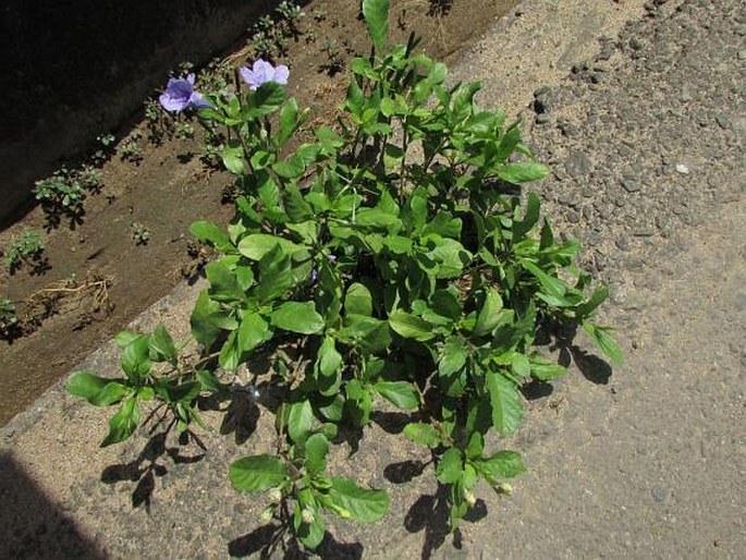 Ruellia tuberosa