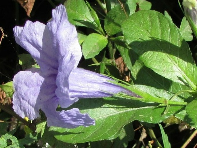 Ruellia tuberosa