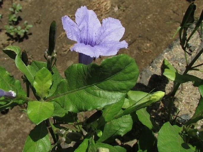 Ruellia tuberosa