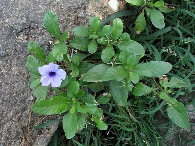 Ruellia tuberosa