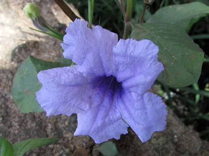 Ruellia tuberosa