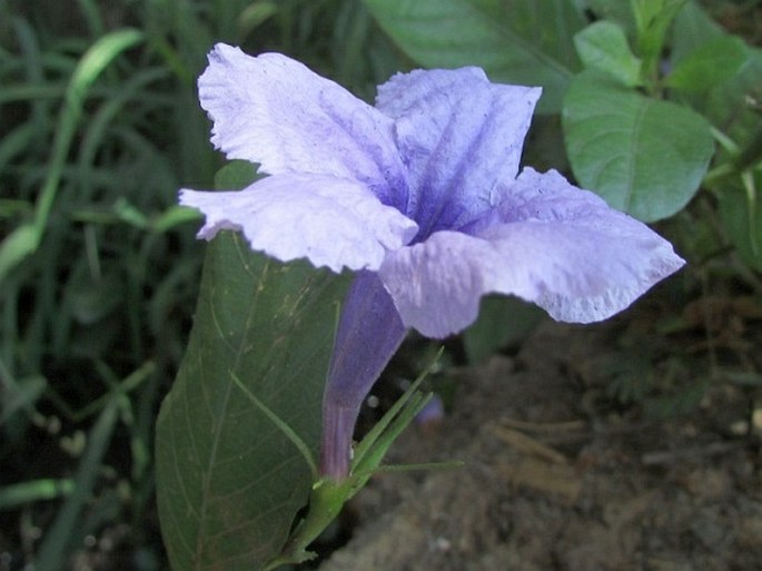 Ruellia tuberosa