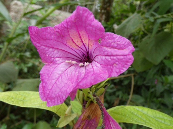Ruellia macrantha