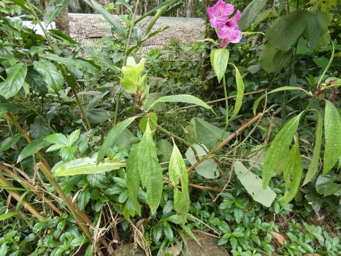 Ruellia macrantha