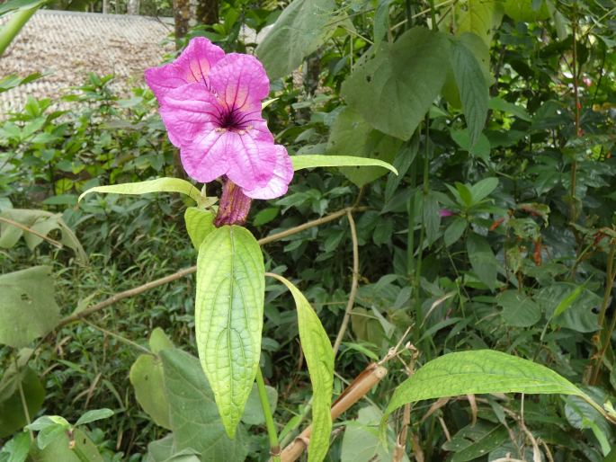 Ruellia macrantha