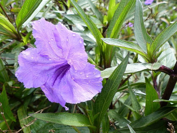 Ruellia simplex